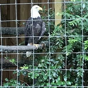 Bald eagle