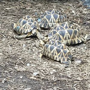 Burmese star tortoises