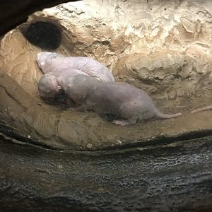 Naked mole rats