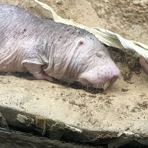 Naked mole rat