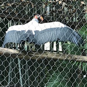 King vulture