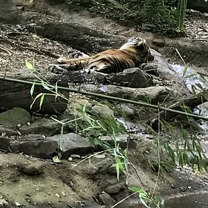 Sumatran tiger-Sparky