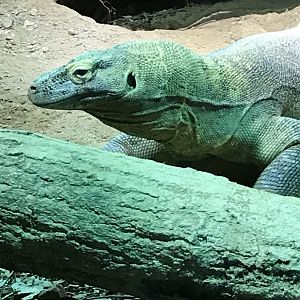 Komodo dragon-Rinca