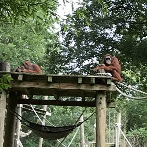 Orangutans