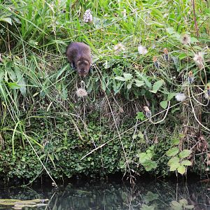 Eurasian Water Vole at Cromford Canal, 29/06/18
