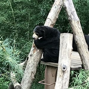 Sun bear