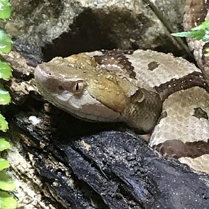 Copperhead