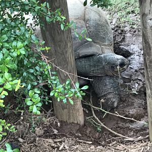 Aldabra giant tortoise