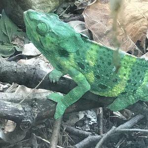 Meller's chameleon