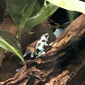 Green and black poison dart frog