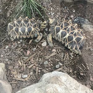 Burmese star tortoises