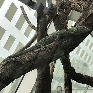 Emerald tree monitor