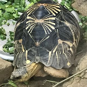 Radiated tortoise