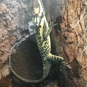 Smallwood' giant anole