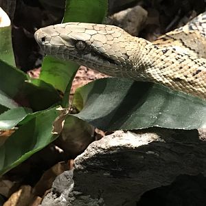 Jamaican boa