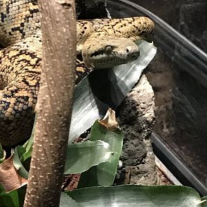 Jamaican boa