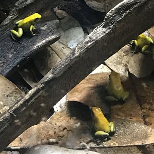 Black-legged poison dart frogs