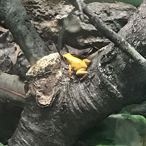 Strawberry poison frog