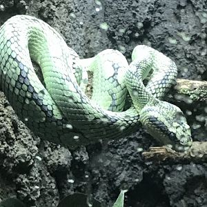 Sri Lankan green pit viper
