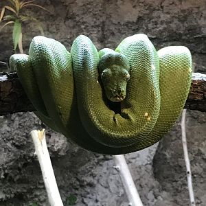 Green tree python