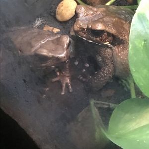 Smooth-sided toad