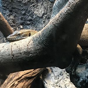Mertens' water monitor