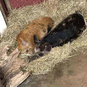 Kunukune pigs-Arya & Stark