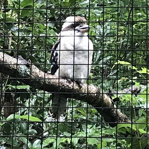 Laughing kookaburra