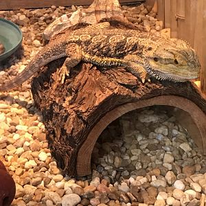 Central bearded dragon