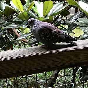 Speckled pigeon