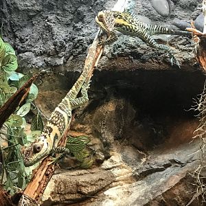 Smallwood's giant anoles