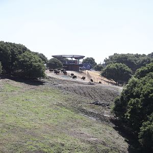 bison yard (from gondola)