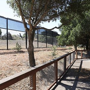 black bear exhibit 1