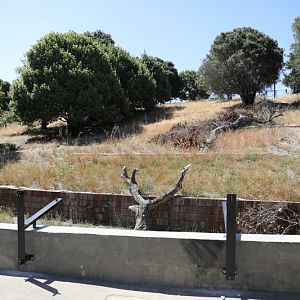 black bear exhibit 2