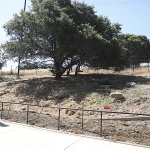 mountain lion exhibit