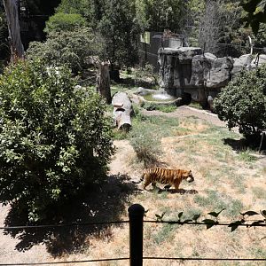 tiger exhibit