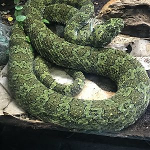 Chinese mountain viper