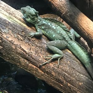 Green basilisk