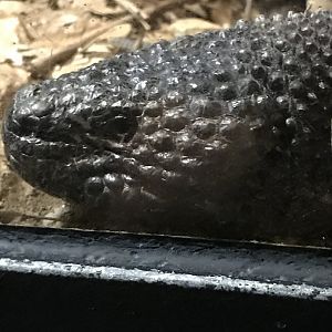 Black beaded lizard