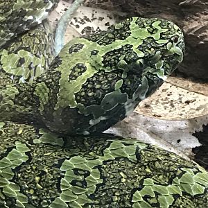 Chinese mountain viper