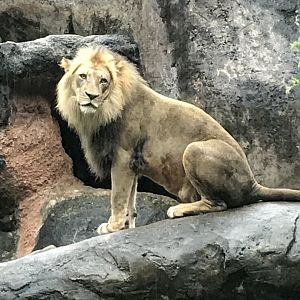 Lion
