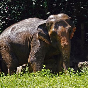 Asian elephant