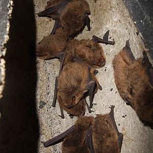 Soprano Pipistrelle, Derbyshire