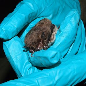 Daubenton's Bat, Derbyshire