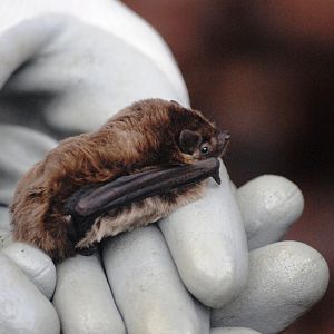 Leisler's Bat, Derbyshire
