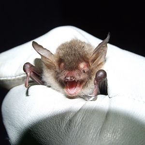 Natterer's Bat, Derbyshire