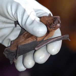 Common Noctule, Derbyshire