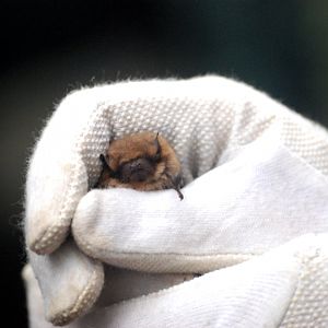 Soprano Pipistrelle, Derbyshire