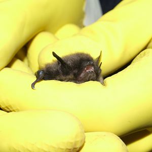 Whiskered Bat, Derbyshire