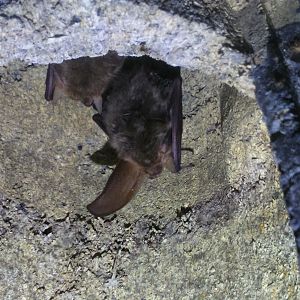 Brown Long-eared Bat, Derbyshire